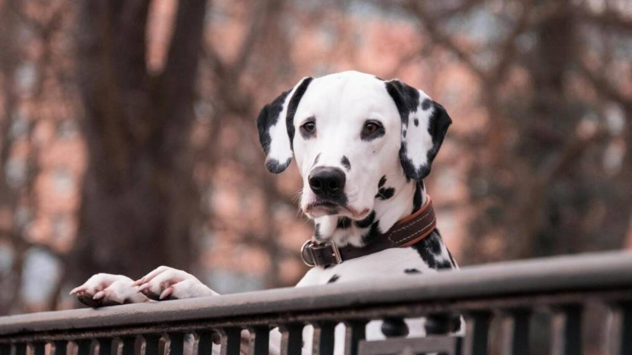 Un repaso a los perros más rápidos del mundo