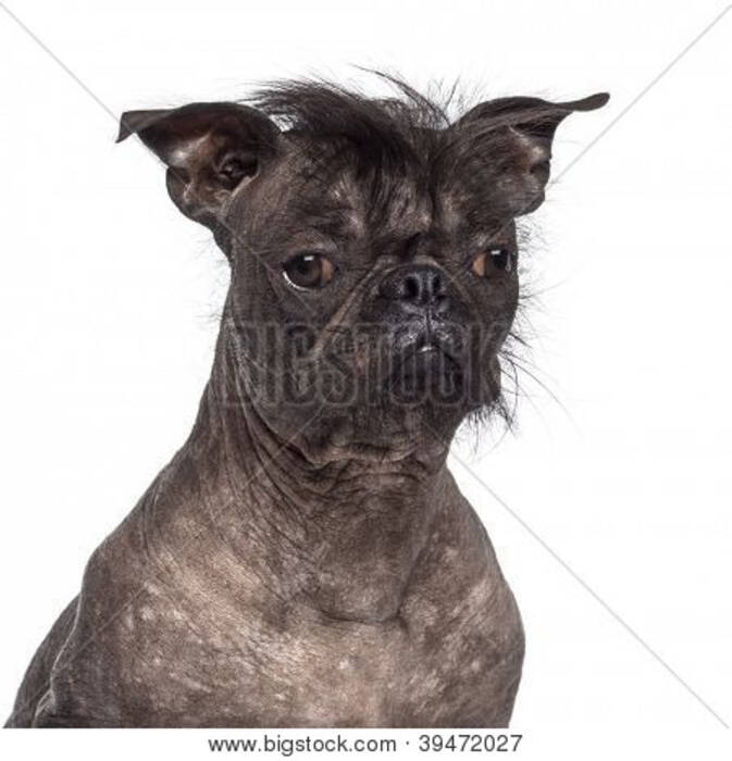 Una mezcla de Pug y Pug Crestado Chino