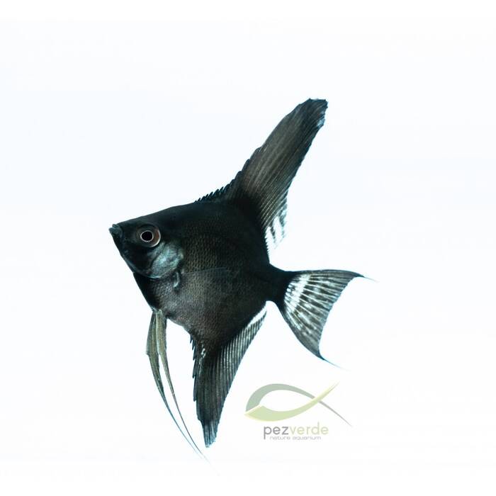 Variedad de peces de acuario negros