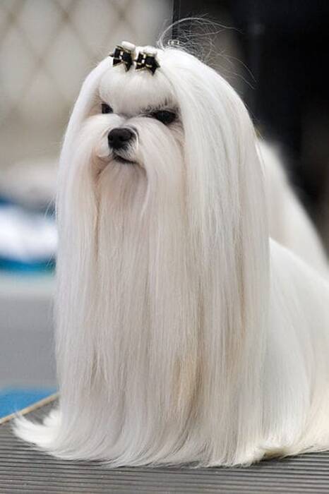 Visión general de los perros peludos blancos