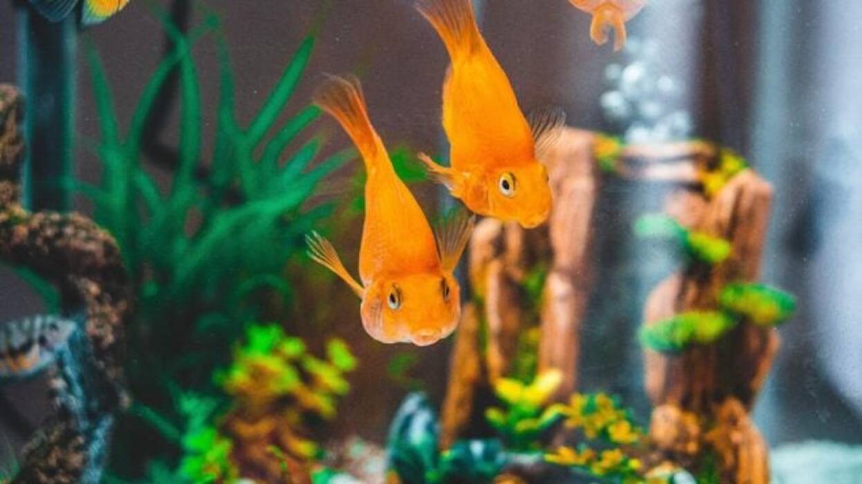 Acuario reventón: con qué y cómo pegarlo?