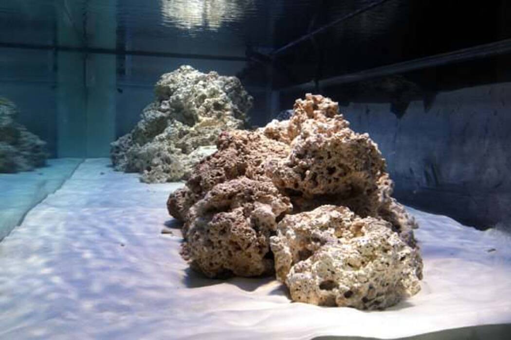 Acuarios marinos: elección de peces y equipos, normas de puesta en marcha