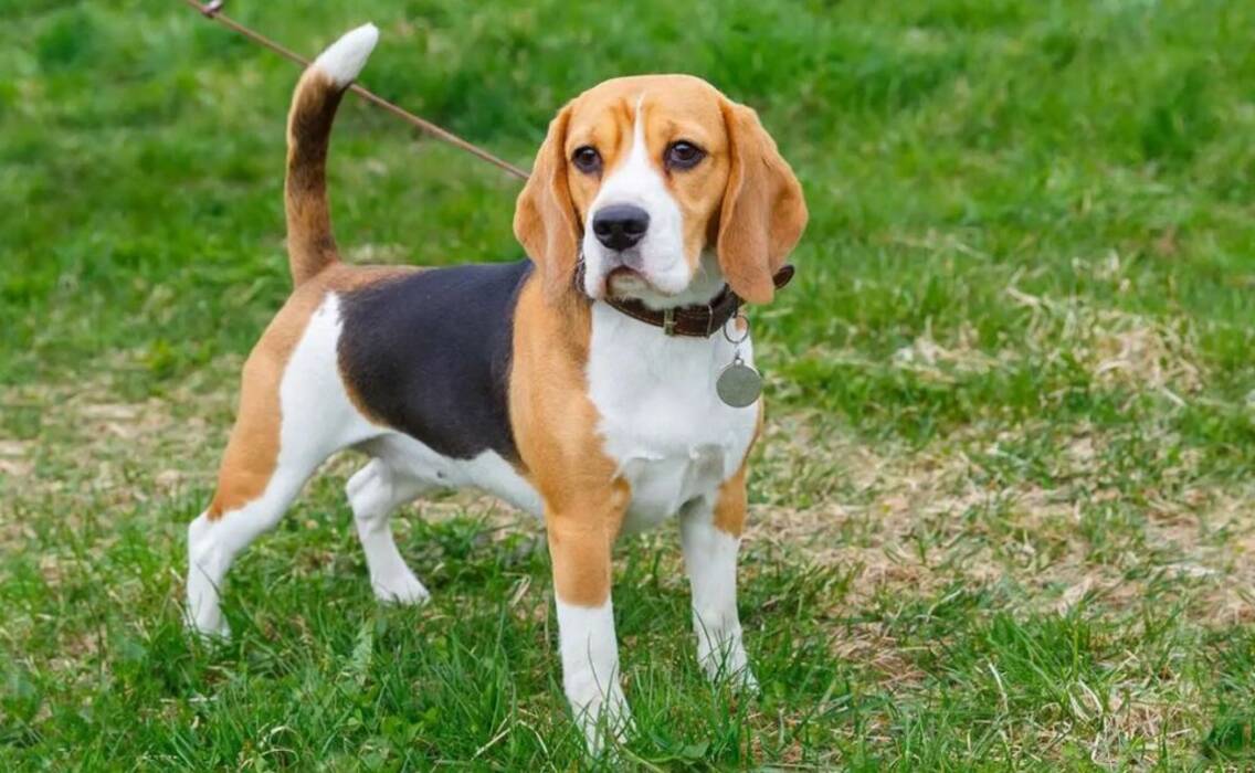 Características de tener un beagle en un piso