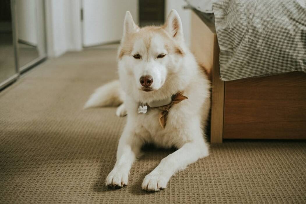 Características de tener un husky en un piso