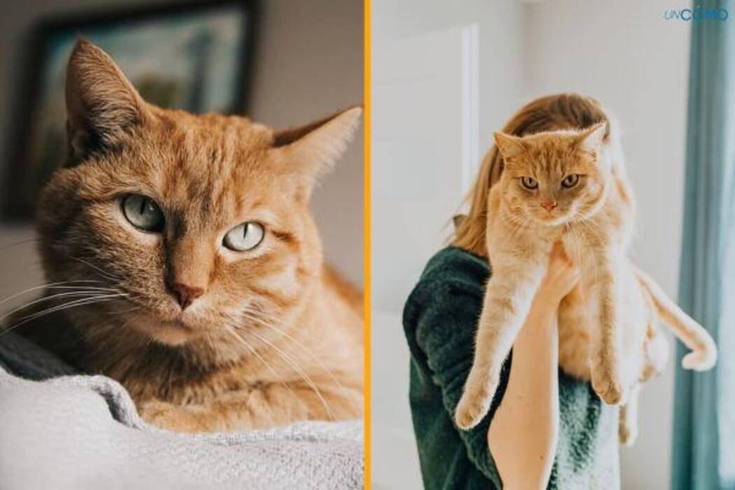 Color, mantenimiento y alimentación de los gatos y gatos mestizos