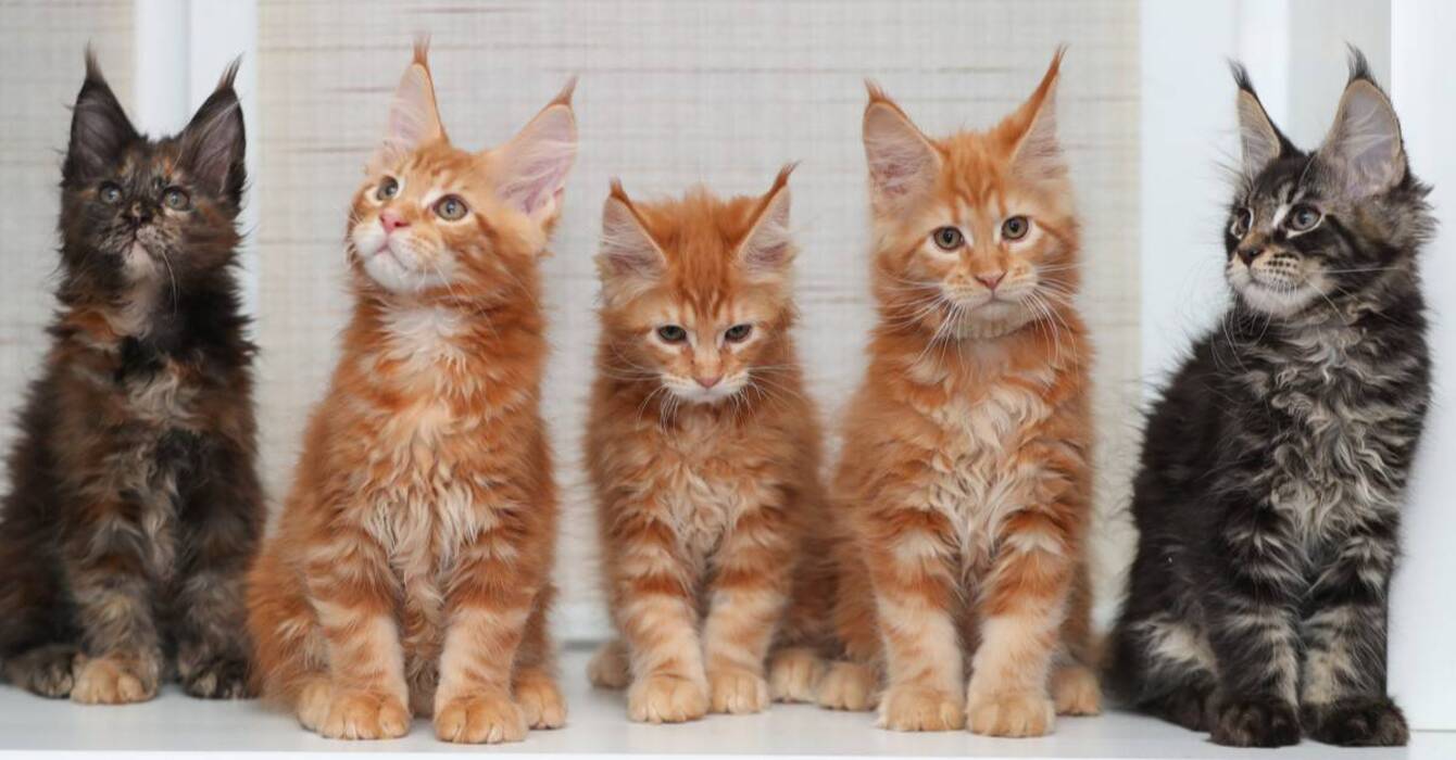 Colores Maine Coon
