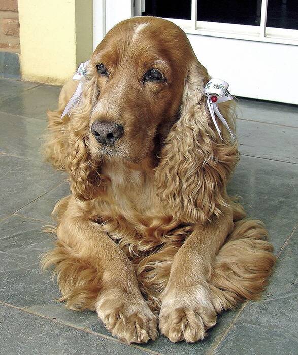 Corte de pelo del Cocker Spaniel Americano