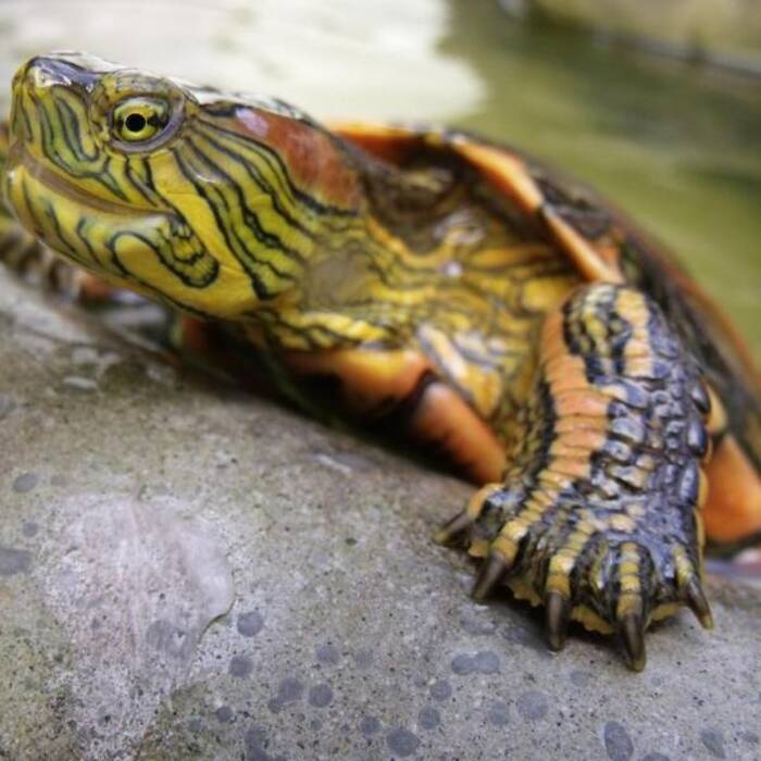 Cuánto alimentar a una tortuga de orejas rojas en casa?
