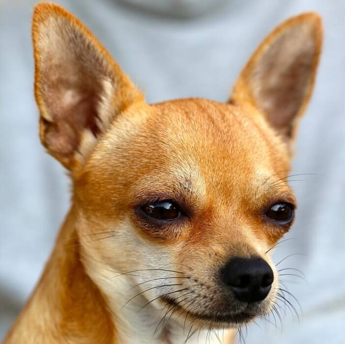Cuánto viven los Toy Terrier y de qué depende?