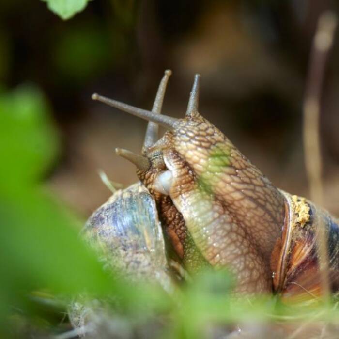 ¿Cuántos años viven los caracoles achatina y de qué depende??