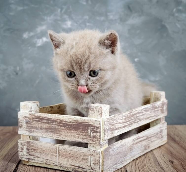 Cuidados de un gatito escocés