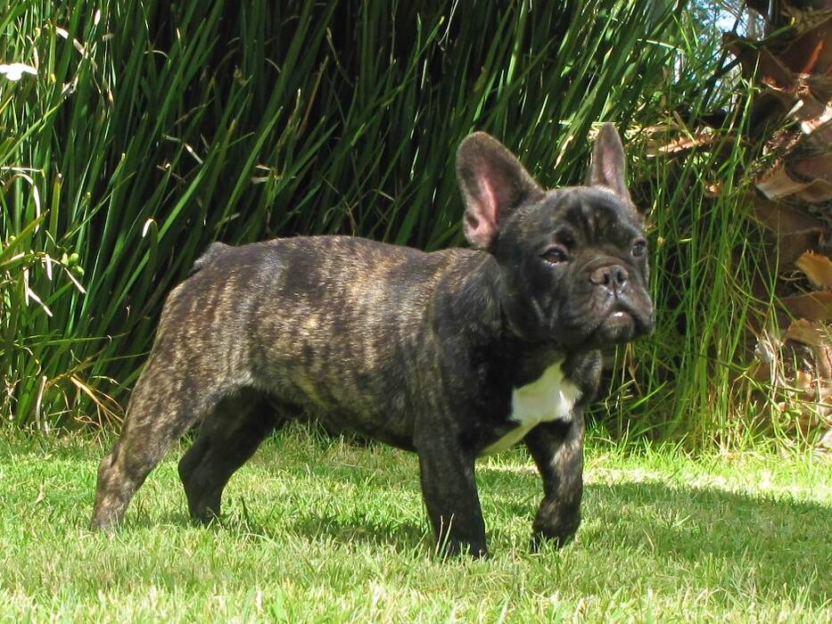 El tamaño de los bulldogs franceses en función de la edad y las formas de corregirlos