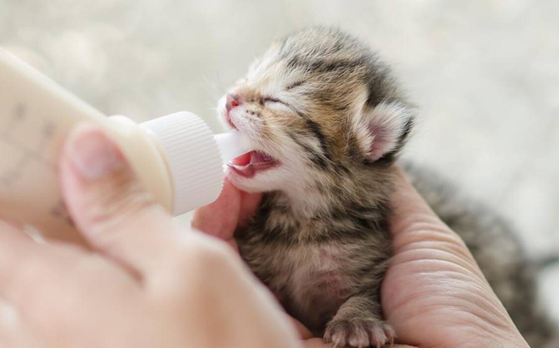 Gatitos recién nacidos: desarrollo y normas de cuidado
