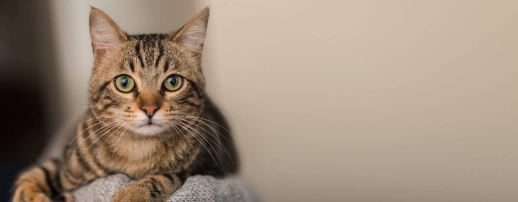 Gatos parecidos al lince: características y razas populares