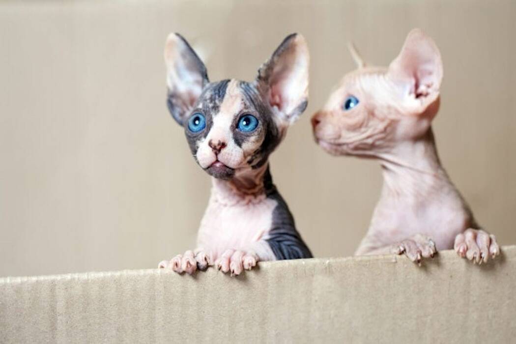 Gatos Sphynx con lana: ¿existen, cómo se llaman y por qué??