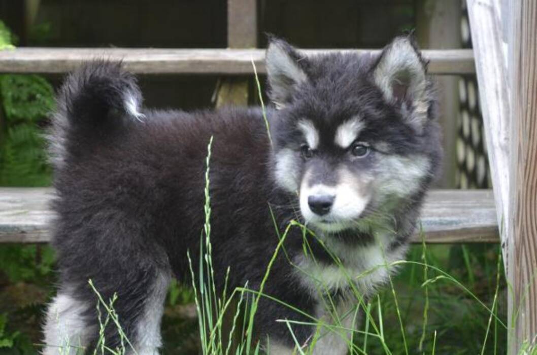 Mezcla de Husky y Malamute: características de los mestizos y su mantenimiento