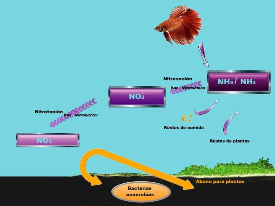 Nitratos en el acuario: la norma, cómo subir o bajar?
