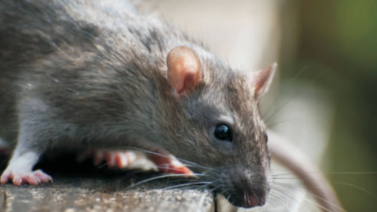 Nombres para ratas