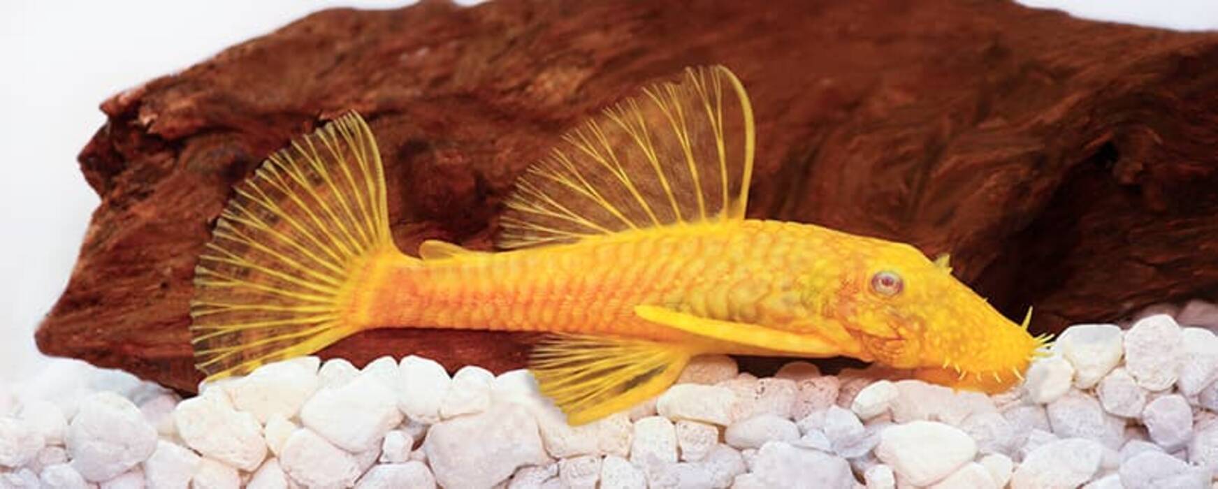 Peces-limpiadores del acuario: características y especies