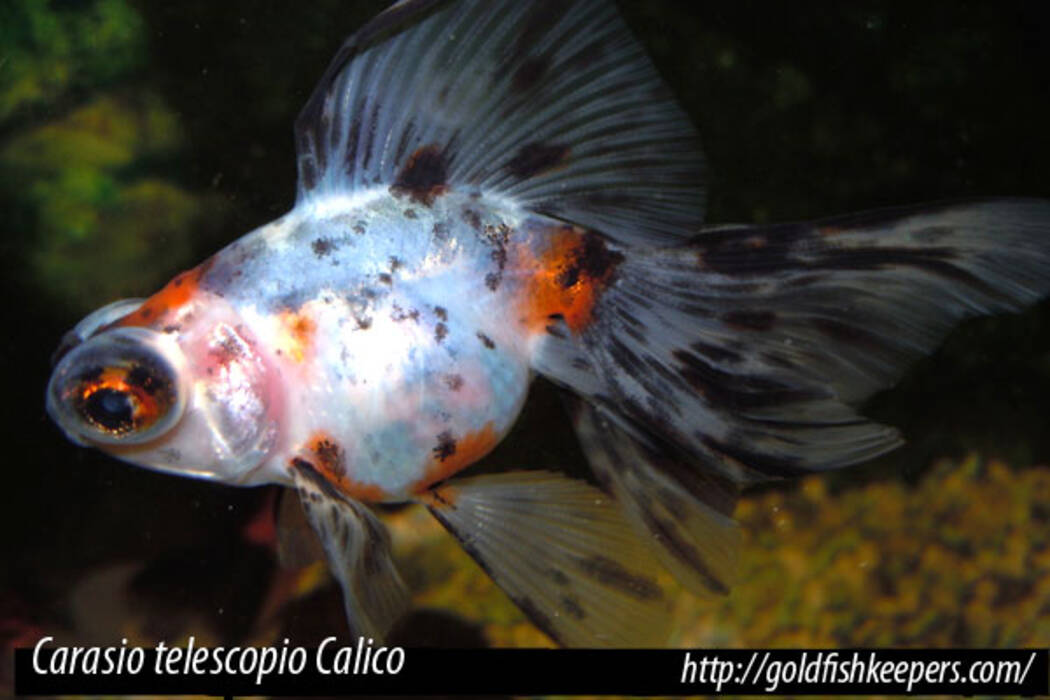 Peces telescopio: variedades y consejos para su cuidado