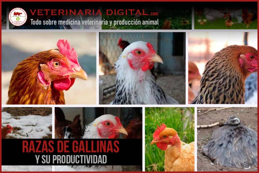 Pez gallo: variedades, elección, cuidados y reproducción para «peces de pelea»