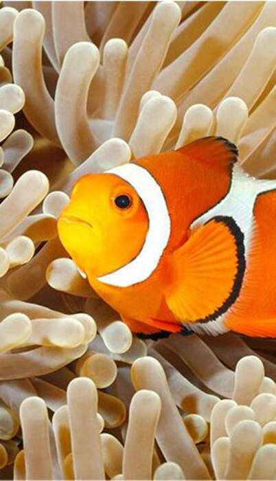 Pez payaso: variedades y normas de mantenimiento en el acuario