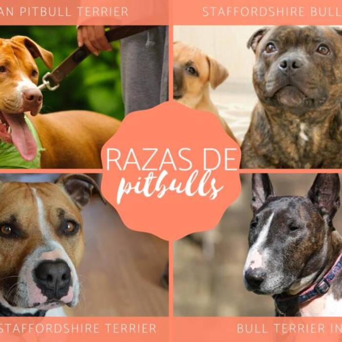 Pit bull y Staffordshire terrier: las principales diferencias