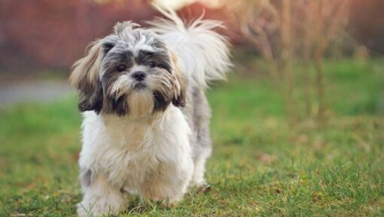 Pros y contras de la raza Shih Tzu