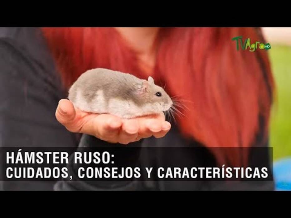 Razas de hámsters pequeños y peculiaridades de su cuidado