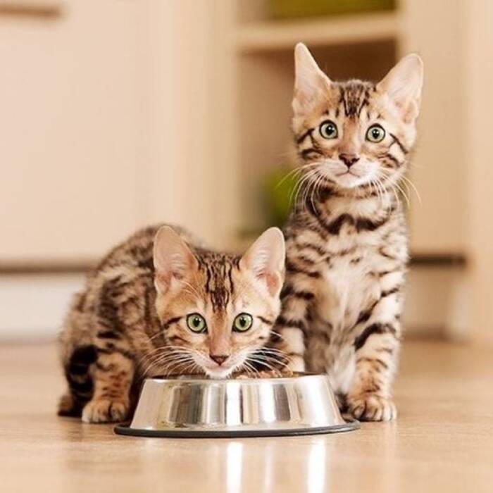 ¿Se puede dar papilla a un gatito??