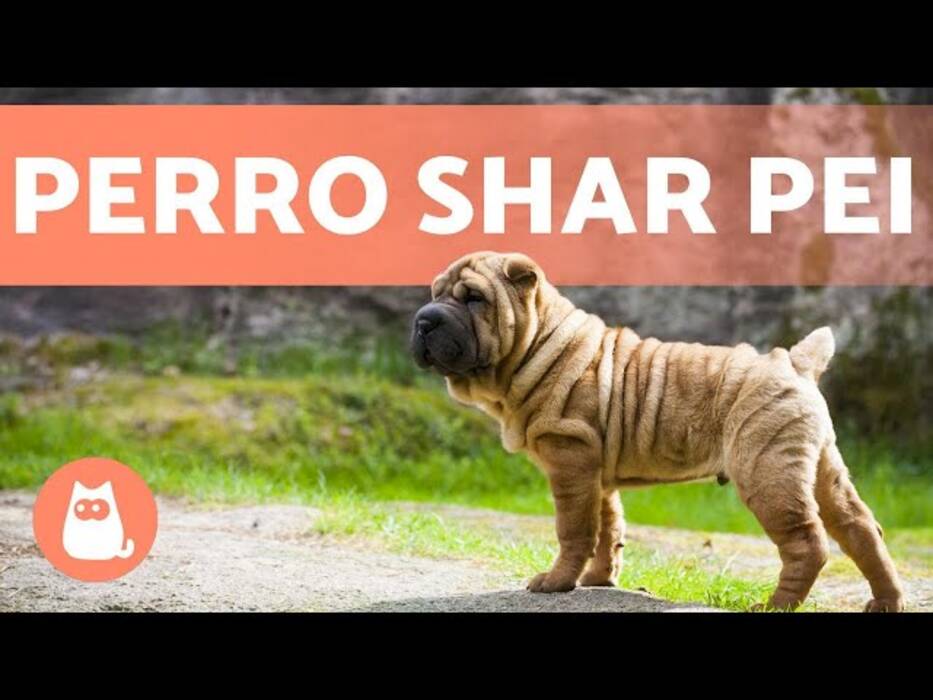 Sharpei mestizo: tipos y mantenimiento de los perros