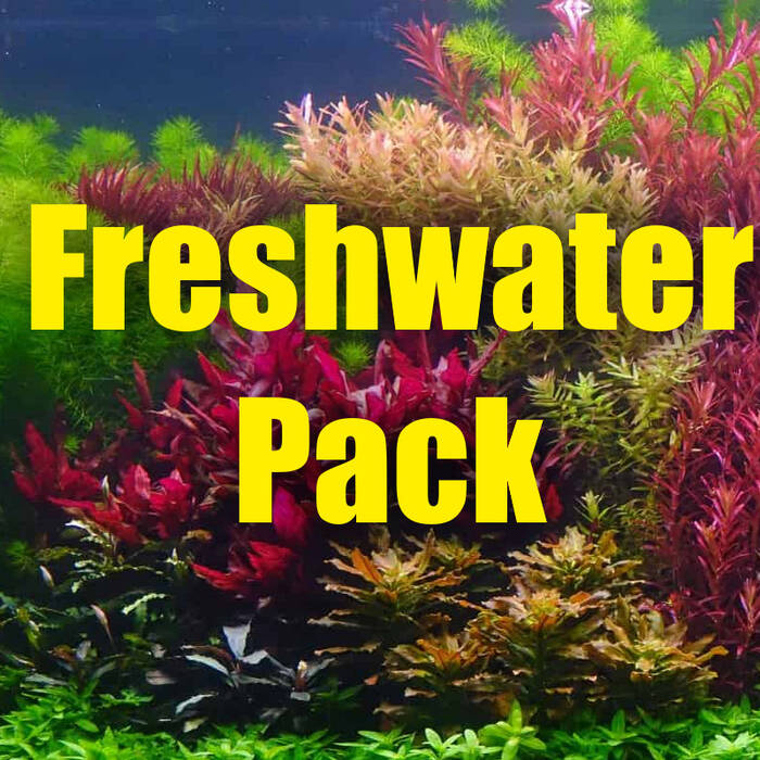 Variedades de plantas vivas para el acuario y su cultivo