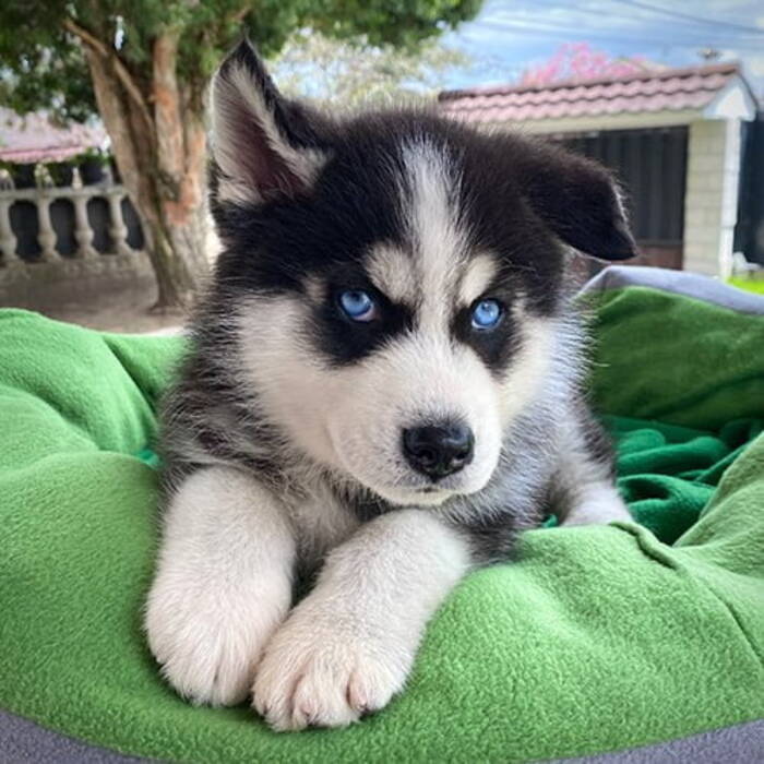Cachorros de husky con 1-2 meses: características, alimentación, paseos y adiestramiento