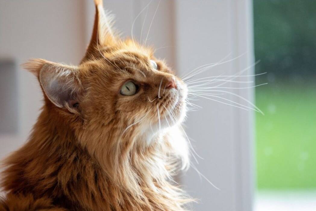 Características del corte de pelo del Maine Coon