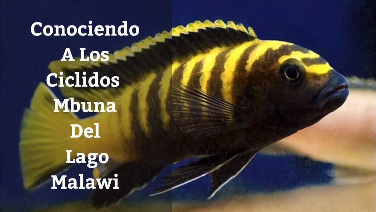 Con quién se llevan bien los cíclidos en el acuario?