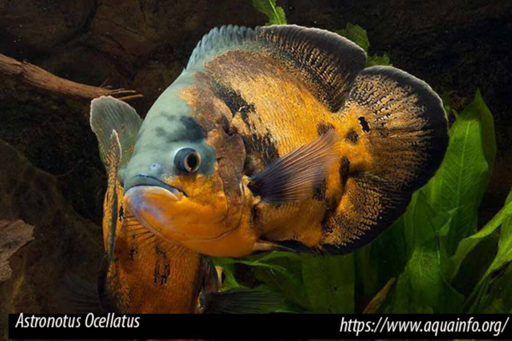 Con quién se llevan los astronotus en el acuario?