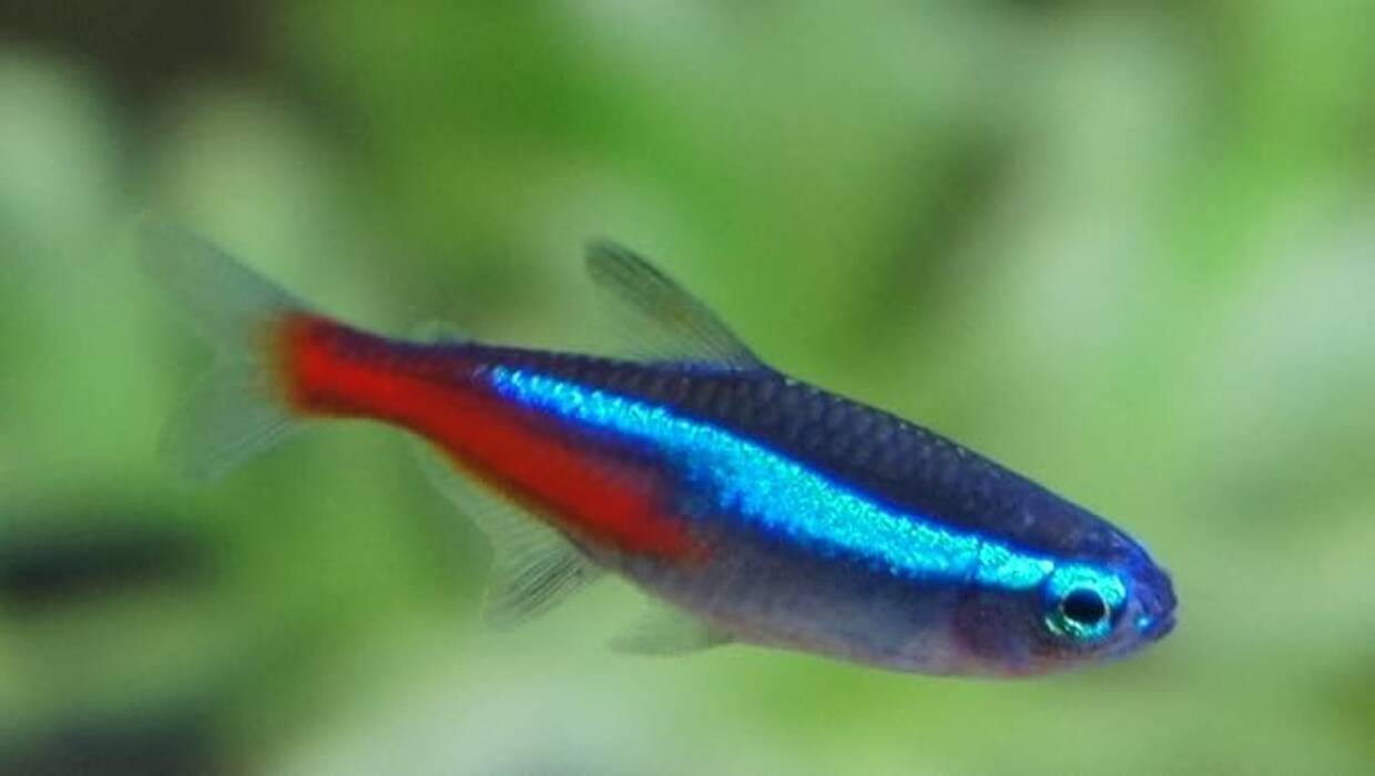 ¿Con quién se llevan mejor los peces neón en el acuario??