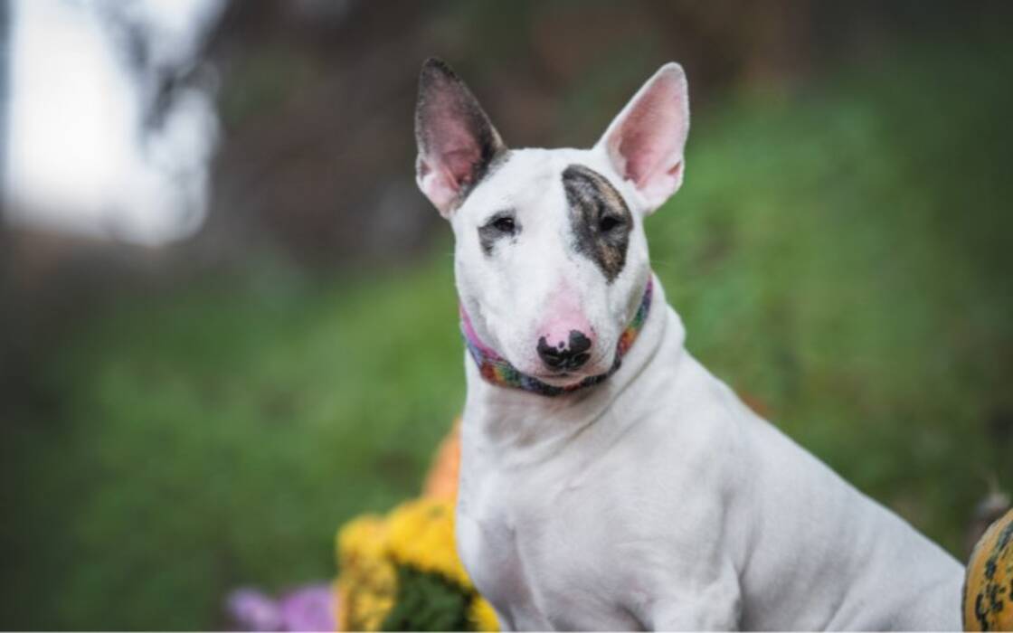 ¿Cuáles son los peligros de la Bull Terrier?