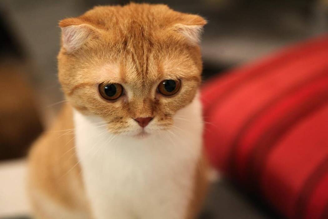 ¿Cuánto viven los gatos escoceses de orejas caídas y de qué depende??