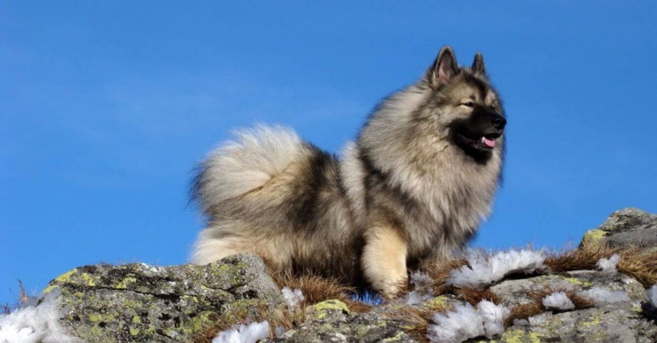 Cuánto viven los Spitz y de qué depende?