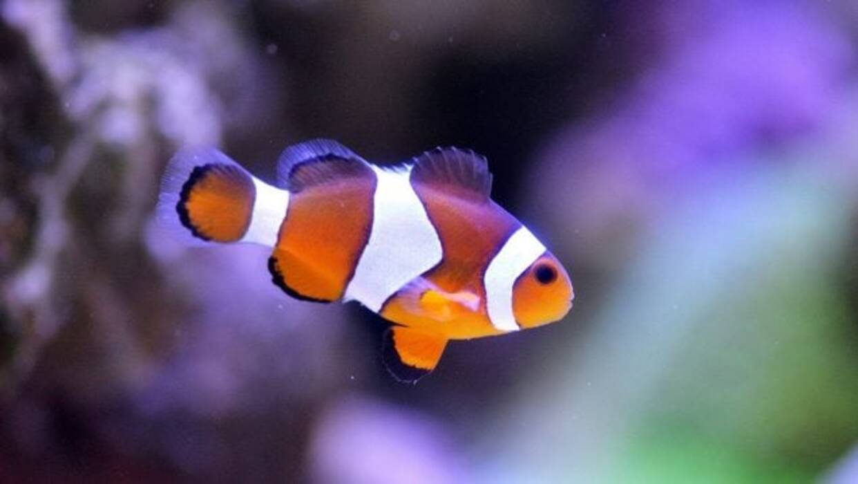 Cuántos días pueden vivir los peces sin comida?