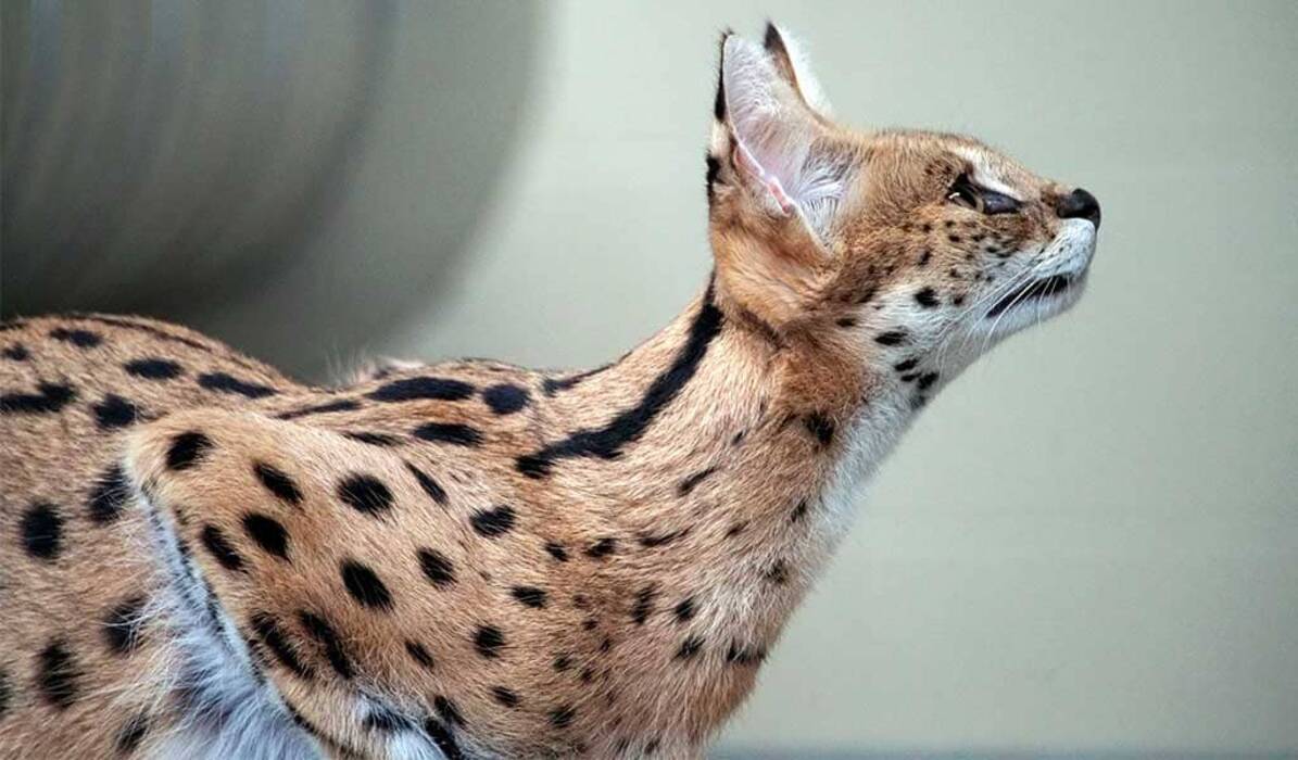 Descripción y normas de tenencia de los gatos grises de Bengala