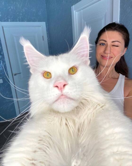 El Maine Coon más grande del mundo