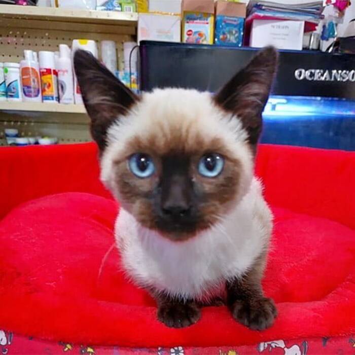 Gatos británicos rojos: descripción, normas de tenencia y cría