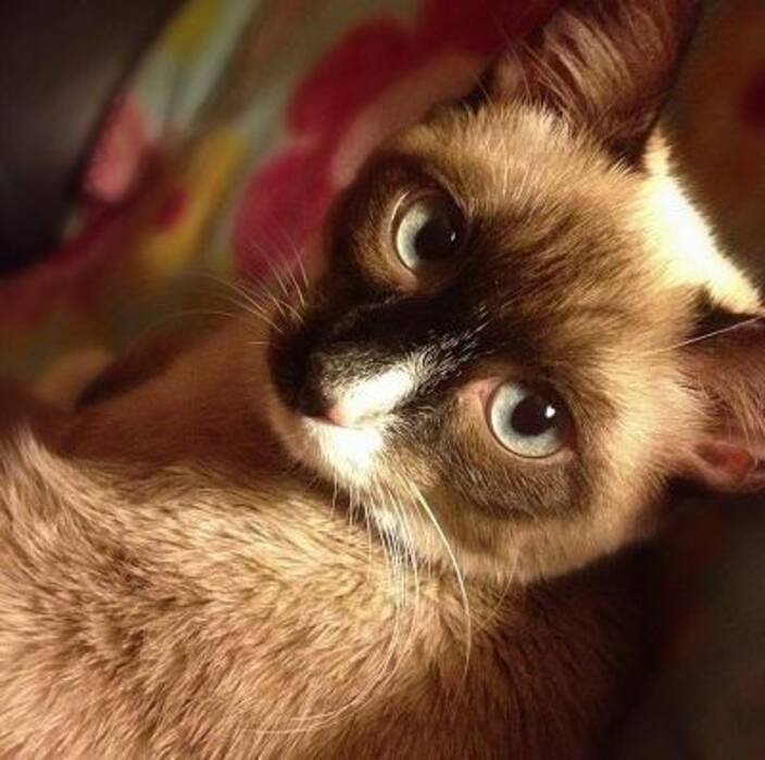 Gatos rata: razas populares y su mantenimiento