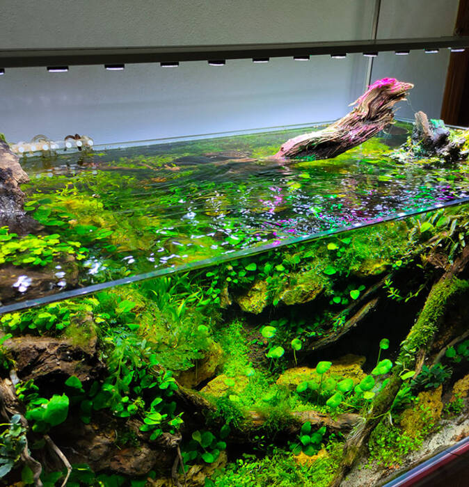 Iluminar el acuario con focos LED