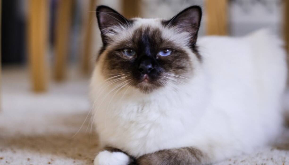 Las razas de gatos más tranquilas