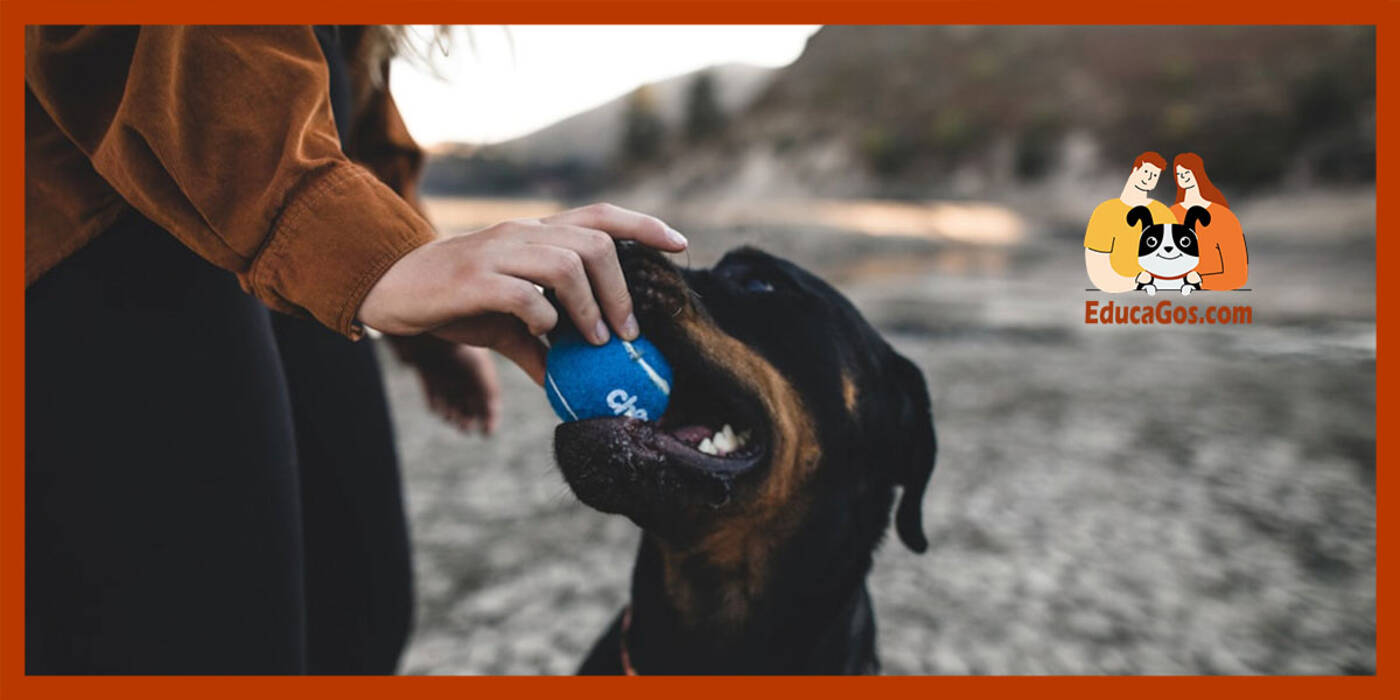 Las razas de perros más sanas: resumen y consejos de selección