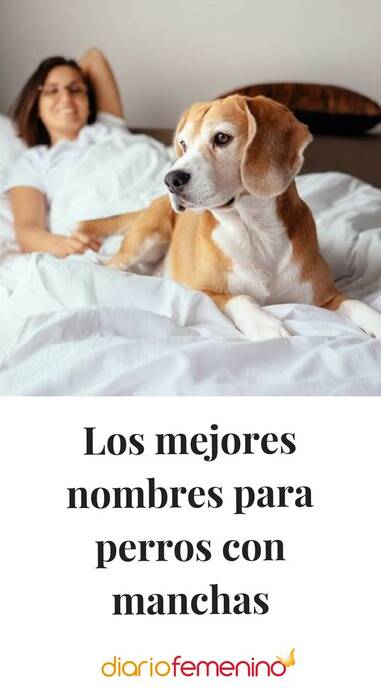 Los mejores apodos para los perros mestizos