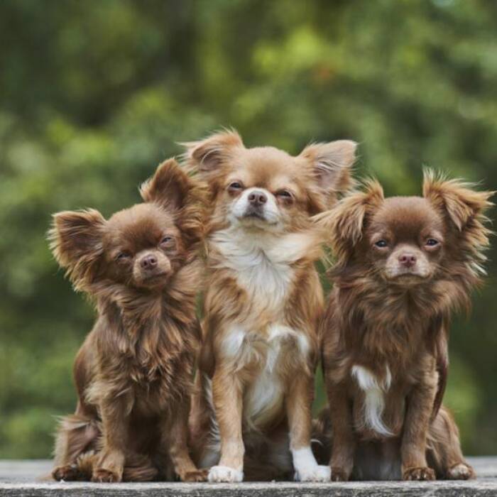 Mezcla de Chihuahua y Toy Terrier: rasgos, descripción del carácter y contenido